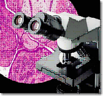 ְ˹ӷ